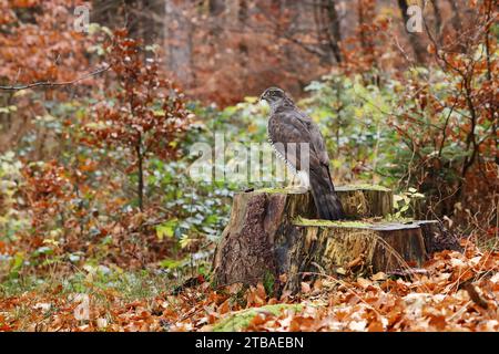 nördlicher Goschawk (Accipiter gentilis), auf einem Baumstamm in einem Herbstwald, Rückansicht, Tschechische Republik, Klatovy Stockfoto