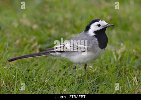 Bachtail, weißer Bachtail (Motacilla alba), stehend auf einer Wiese, Seitenansicht Stockfoto