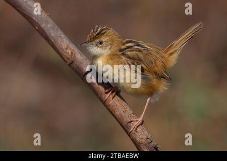 zitting cisticola (Cisticola juncidis), auf einem Zweig, Italien, Toskana Stockfoto