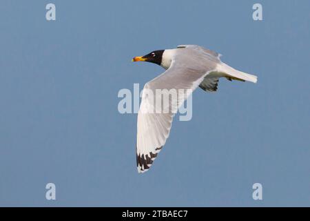 Schwarzkopfmöwe, Pallas-Möwe (Larus ichthyaetus, Ichthyaetus ichthyaetus), im Flug, Seitenansicht, Kuwait, Hafen Von Sharq Stockfoto