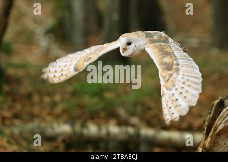 Scheuneneule (Tyto alba), im Flug in einem Wald, Tschechien, Klatovy Stockfoto