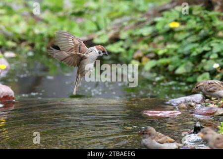 Eurasischer Baumpatzen (Passer montanus), Jungvogellandung in einem Bach, Seitenansicht, Deutschland, Mecklenburg-Vorpommern Stockfoto