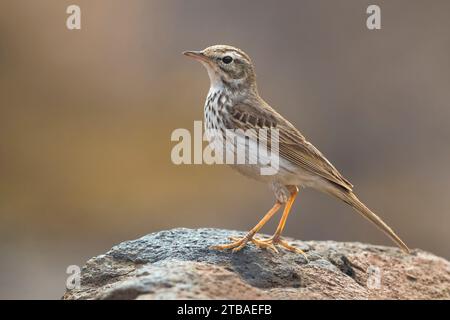 Kanarische Pitpit, Berthelot's Pipit (Anthus berthelotii), auf einem Stein thronend, Seitenansicht, Kanarische Inseln, Fuerteventura, Barranco de Rio Cabras Stockfoto