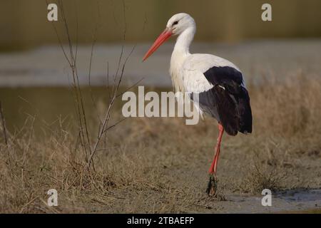 Weißstorch (Ciconia ciconia), der durch Schlamm geht Stockfoto