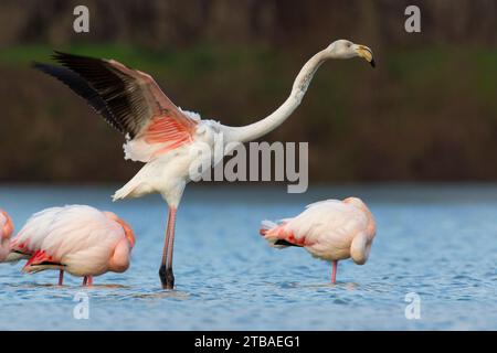 Großer Flamingo (Phoenicopterus roseus, Phoenicopterus ruber roseus), steht zwischen schlafenden großen Flamongos und Strecken seine Flügel, Seitenansicht, Stockfoto