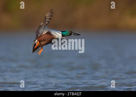 nordschaufel (Anas clypeata, Spatula clypeata), drake im Landeanflug auf dem Wasser, Seitenansicht, Italien, Toskana, Stagno di Padule; Piana Stockfoto