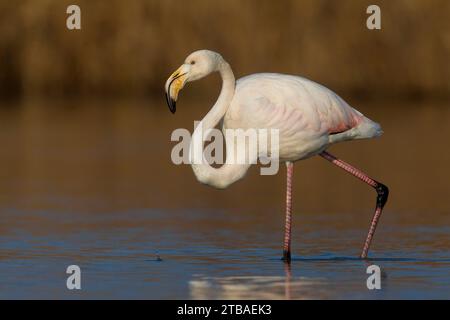 Großer Flamingo (Phoenicopterus roseus, Phoenicopterus ruber roseus), unreifer Vogel, der durch flaches Wasser spaziert, Seitenansicht, Italien, Toskana, Stockfoto