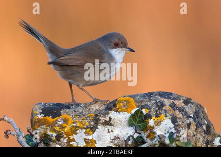 Sardischer Grasfänger (Sylvia melanocephala, Curruca melanocephala), weibliches Held auf einem lichtechten Stein, Seitenansicht, Italien, Toskana, Piana fiorentina; Stockfoto