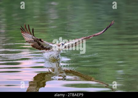 osprey, Fischfalke (Pandion haliaetus), beim Beutefang, Deutschland, Mecklenburg-Vorpommern, Malchiner See Stockfoto