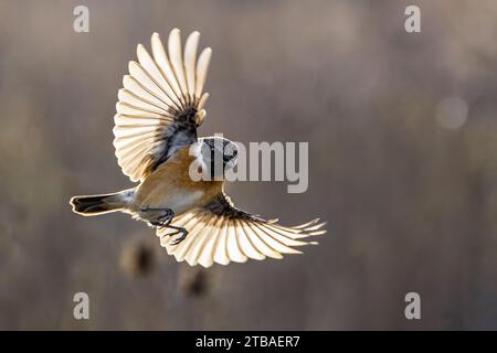 Stonechat, Europäischer Stonechat (Saxicola rubicola, Saxicola torquata rubicola), Mann im Flug, Italien, Toskana Stockfoto