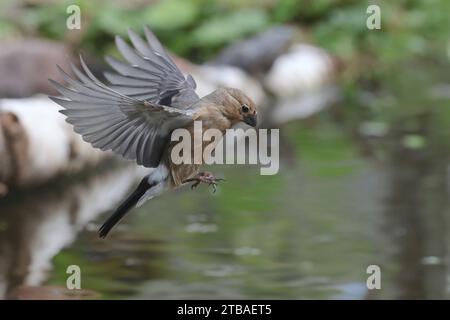 Bullfinch, Eurasischer Bullfink, Nordbullfink (Pyrrhula pyrrhula), Junglandung am Wasser, Deutschland, Mecklenburg-Vorpommern Stockfoto