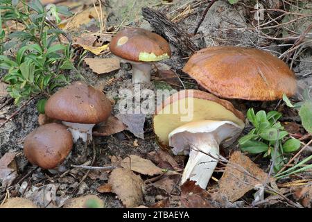 Glitschiger Buckel (Suillus luteus), Fruchtkörper auf Waldboden, Deutschland, Mecklenburg-Vorpommern Stockfoto