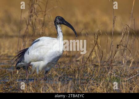 Afrikanischer heiliger Ibis (Threskiornis aethiopicus), auf der Suche in flachem Wasser, Seitenansicht, Italien, Toskana Stockfoto