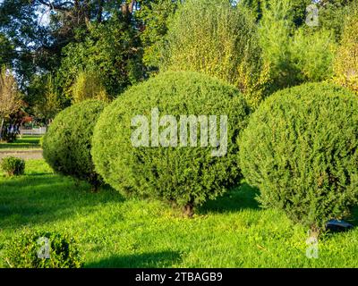 Getrimmte runde Nadelbüsche. Vegetation im Park. Pflanzentrimmen. Gepflegter Park in der Stadt Stockfoto