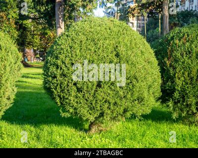 Getrimmte runde Nadelbüsche. Vegetation im Park. Pflanzentrimmen. Gepflegter Park in der Stadt Stockfoto