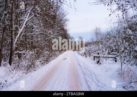 Leere Straße entlang der Bäume im Winter Stockfoto