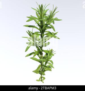 Kleines Unkraut isoliert auf weißem Hintergrund Stockfoto