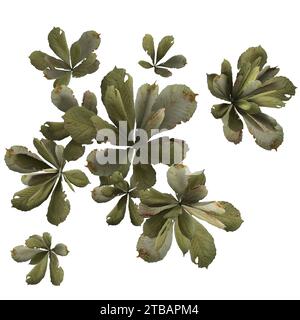 Kleines Unkraut isoliert auf weißem Hintergrund Stockfoto