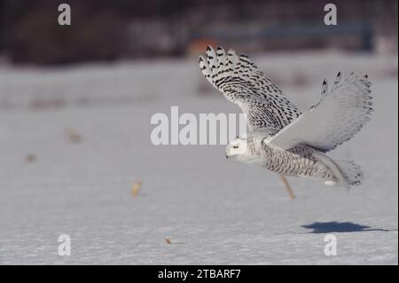 Schneeeule im Winter, die jagt Stockfoto