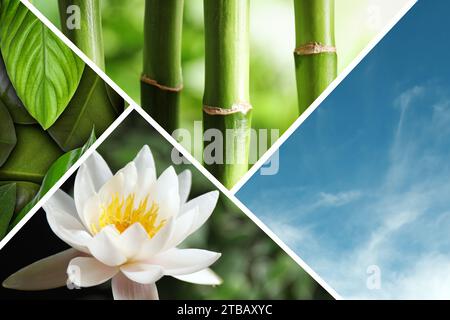 Himmel, Lotusblume, Bambusstiele und grüne Blätter, Collage Stockfoto