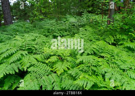 Farn, Lac Brochet, Falardeau, Sommer, Québec, Kanada, Green Farn Forest Stockfoto