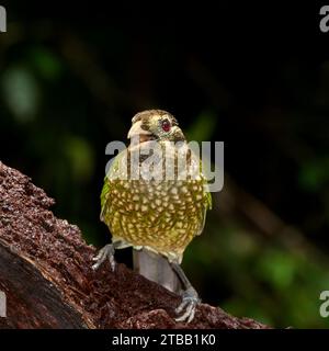 Gefleckter Katzenvogel · Ailuroedus maculosus, der in einem Regenwald von North Queensland thront und sein rotes Auge zeigt. Stockfoto