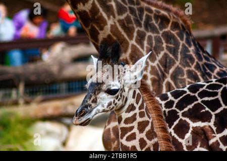 Masai Giraffen Giraffe Giraffa tippelskirchi Stockfoto