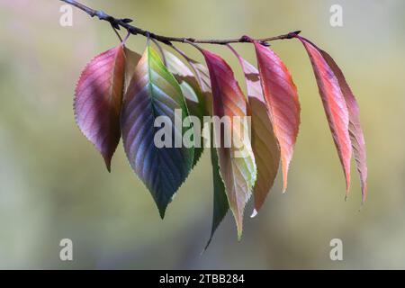 Ein Zweig bunter Herbstblätter Stockfoto