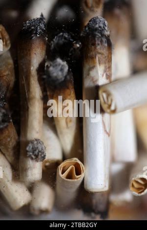 Viele rauchende Joints Tipps in transparentem Glas Makro medizinisches Cannabis cretan super Zitronenhaze Nahaufnahme Hintergrund und Tapeten in super feinem hoch Stockfoto