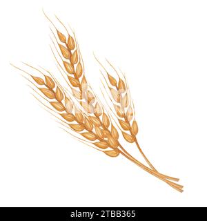 Weizenhafer Roggenspikelets, Getreideerzeugnis. Landwirtschaftlicher botanischer Clipart. Handgezeichnete Aquarellillustration isolierter Hintergrund. Für Stockfoto