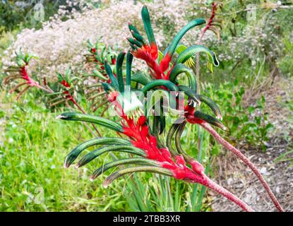 Blumen des rot-grünen Känguru Paw (Anigozanthos manglesii) Western Australia Botanic Garden. Kings Park, Perth, Australien. Stockfoto