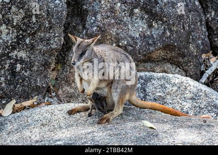 Ein Mareeba Rock Wallaby (Petrogale mareeba) mit einem joey in der Tasche. Queensland, Australien. Stockfoto