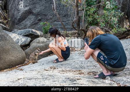 Ein Mann, der eine junge Frau fotografiert, die in einem Naturschutzgebiet ein Mareeba-Wallaby (Petrogale mareeba) füttert. Queensland, Australien. Stockfoto