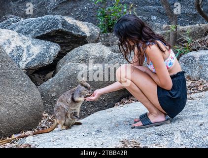 Eine junge Frau füttert ein Mareeba-Felsenwallaby (Petrogale mareeba) in einem Naturschutzgebiet. Australien. Stockfoto