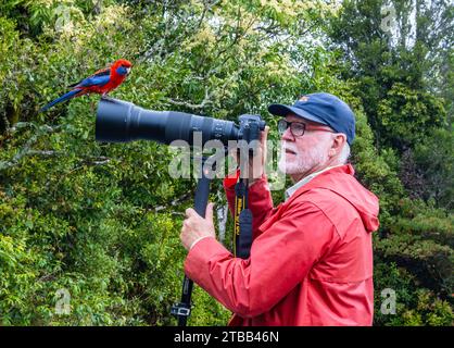 Eine Crimson Rosella (Platycercus elegans), die auf dem Kameraobjektiv eines Fotografen thront. Queensland, Australien. Stockfoto