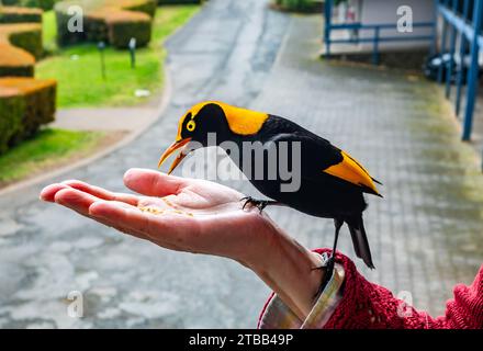 Ein männlicher Regent Bowerbird (Sericulus chrysocephalus), der sich an der Hand einer Frau ernährt. O'Reilly's Rainforest Retreat, Queensland, Australien. Stockfoto