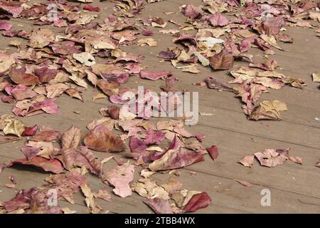 Getrocknete Herbstblätter liegen auf einem Holzsteg Stockfoto