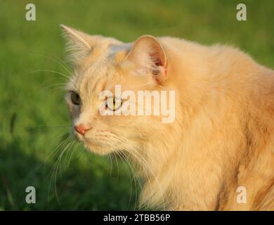 Süße und niedliche Ingwer Tabby Katze, die auf dem grünen Gras sitzt Stockfoto
