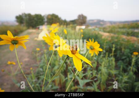 Organische Topinambur-Kulturen und gelbe Blüten, die von Bienen im Gemüsegarten bestäubt werden, hochauflösendes Bild Stockfoto