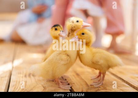 Selektiver Fokus der Gruppe niedliche kleine süße gelbe Entlein, die an sonnigen Tagen im Sommerhaus spazieren gehen. Konzept der Exkursion zum Öko-Bauernhof Stockfoto