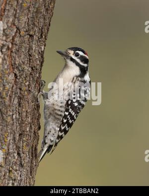 Männlicher Nuttall's Woodpecker (Dryobates nuttallii) Sacramento County Kalifornien USA Stockfoto