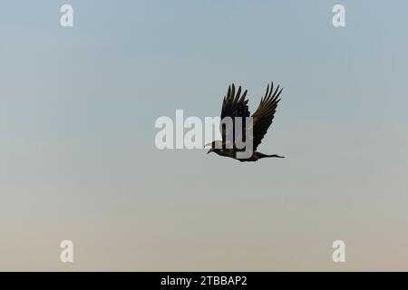 Rabe Corvus corax, Erwachsener ruft im Flug, Toledo, Spanien, November Stockfoto