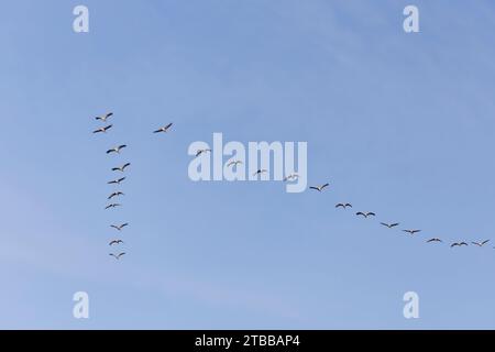 Gemeinsamer Kran Grus grus, Herde fliegt in V-Formation, Toledo, Spanien, November Stockfoto