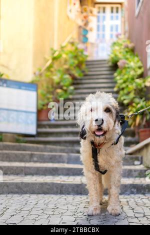 Tageslichtspaziergang: Eine vertikale Aufnahme eines hellen, lockigen Hundes an der Leine, der eine kopfsteingepflasterte Straße hinuntergeht Stockfoto