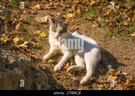 Eine Straßenkatze sitzt auf dem Gelände der Vrucica Hot Springs in Srpske Toplice südöstlich von Banja Luka in der Republika Srpska, Bosnien und Herzegowina. Stockfoto