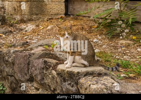 Eine Straßenkatze sitzt auf dem Gelände der historischen Kastel-Festung aus dem 16. Jahrhundert in Banja Luka, Republika Srpska, Bosnien und Herzegowina. Anfang September Stockfoto