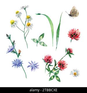 Wiesenblumen aus Klee, Kamille, Zichorie, Schmetterling. Vektorabbildung eines Sets im Aquarellstil. Grußkarten, Einladungen, Briefe, Flyer Stock Vektor