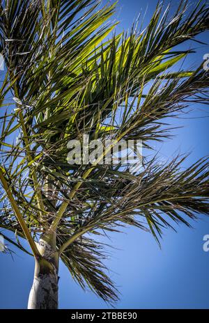 Eine einzelne Palme, die im Wind schwingt Stockfoto