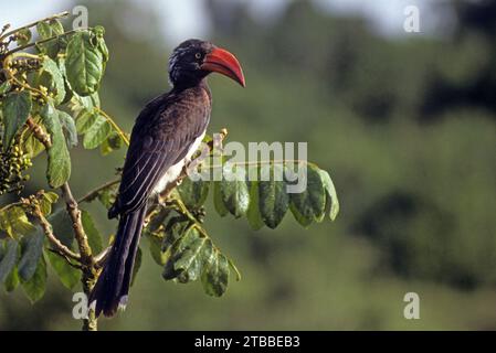 Gekrönter Nashornschnabel Stockfoto