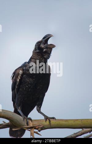 Weiß – Rabe mit Hals (Corvus albicollis) Stockfoto